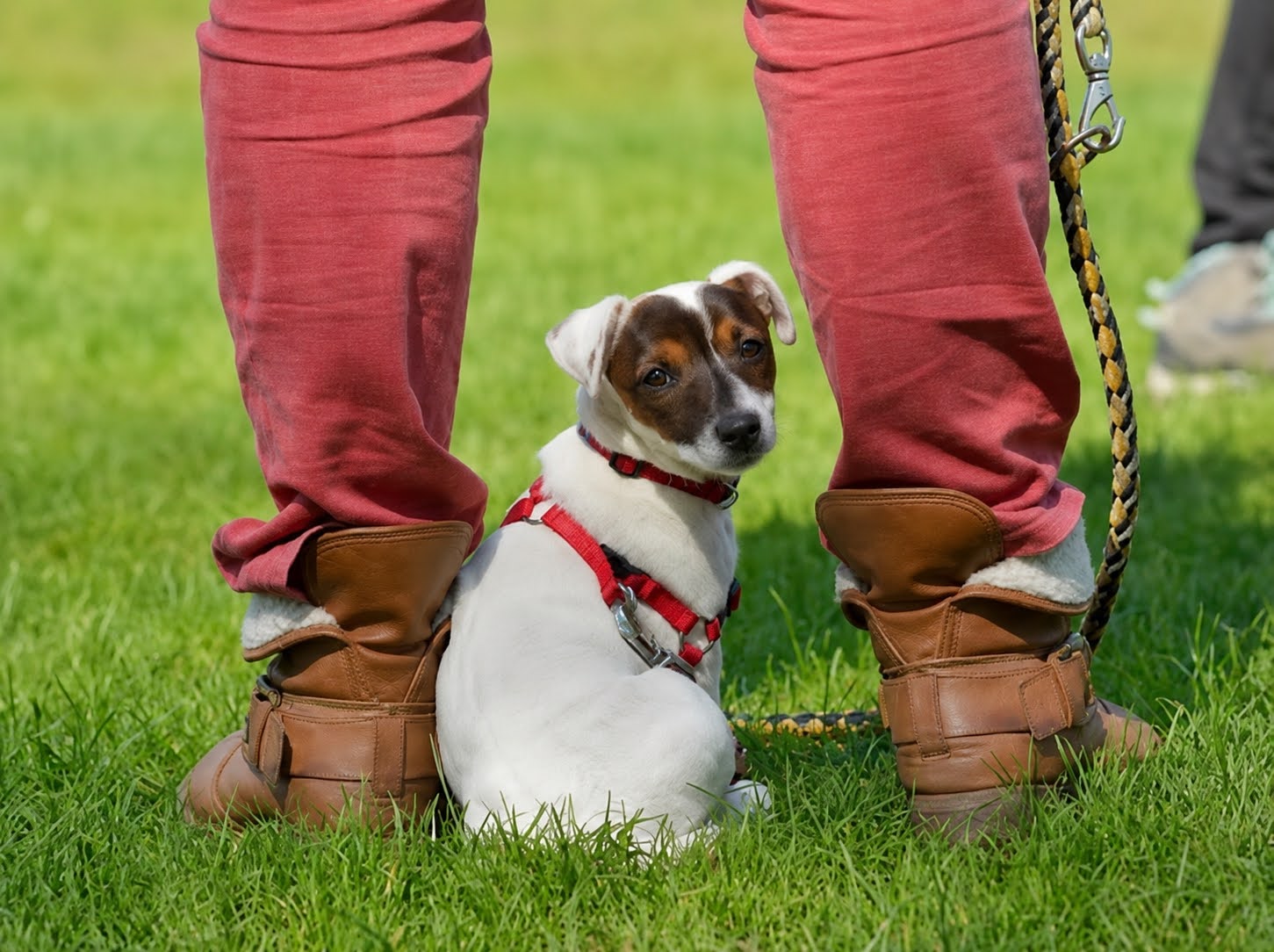 Pup zit vertrouwend tussen de benen van zijn baasje