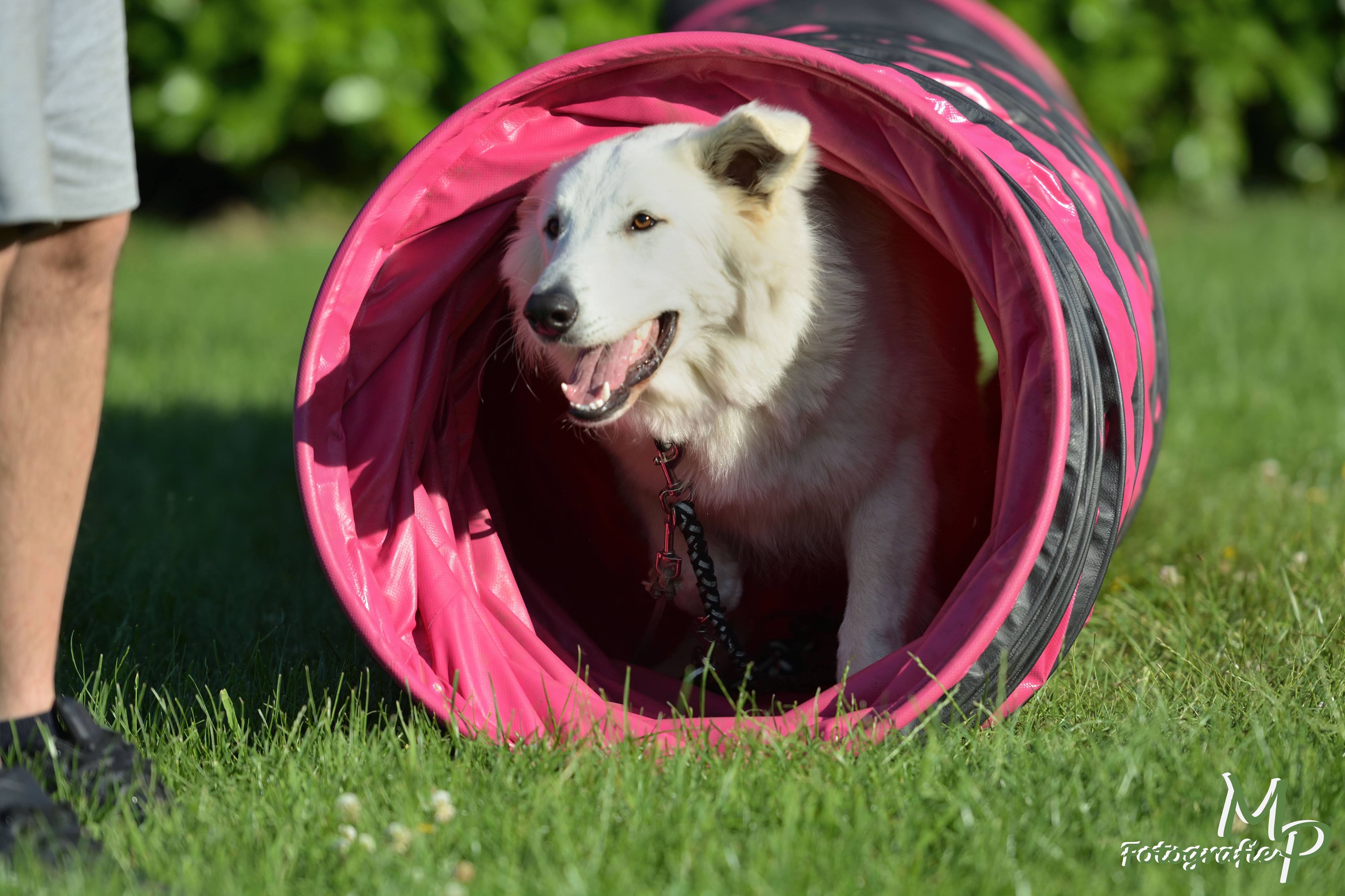 Hond door agility-tunnel